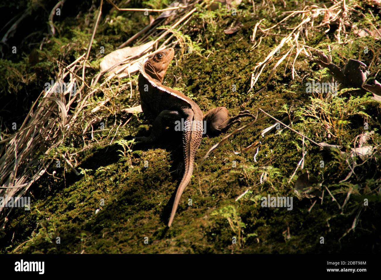 Black Iguana sunning Itself Stock Photo