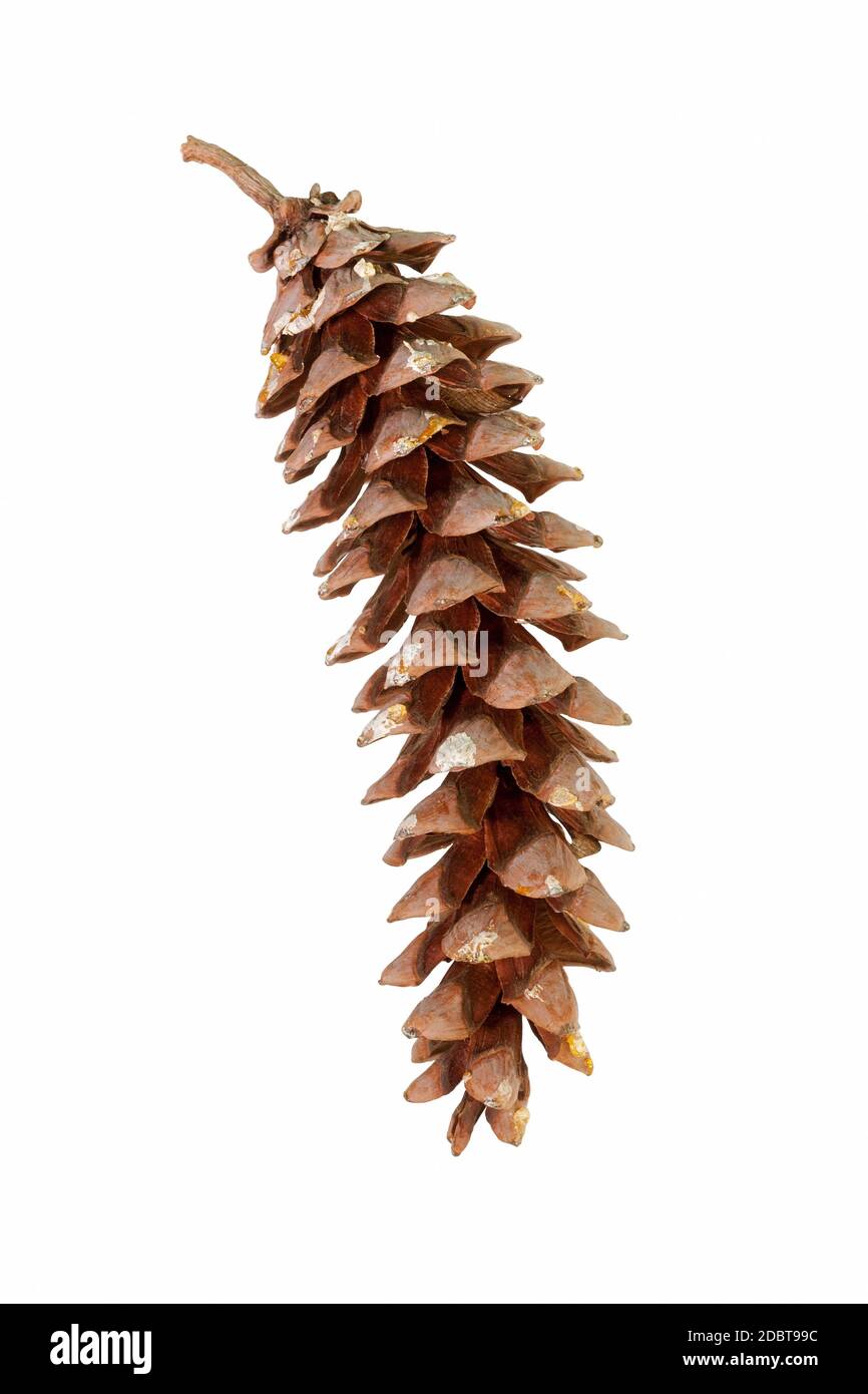 Eastern white pine (Pinus strobus). Called White Pine and Weymouth Pine also. Image of cone isolated on white background Stock Photo