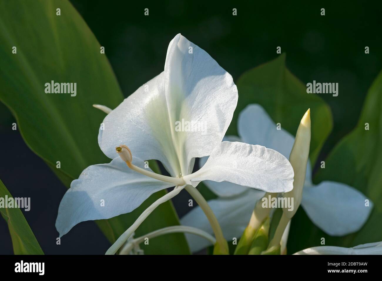 White ginger lily (Hedychium coronarium). Called White garland-lily also Stock Photo