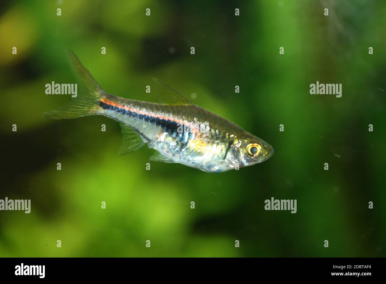 The Harlequin Rasbora (Rasbora heteromorpha) a popular freshwater aquarium fish Stock Photo