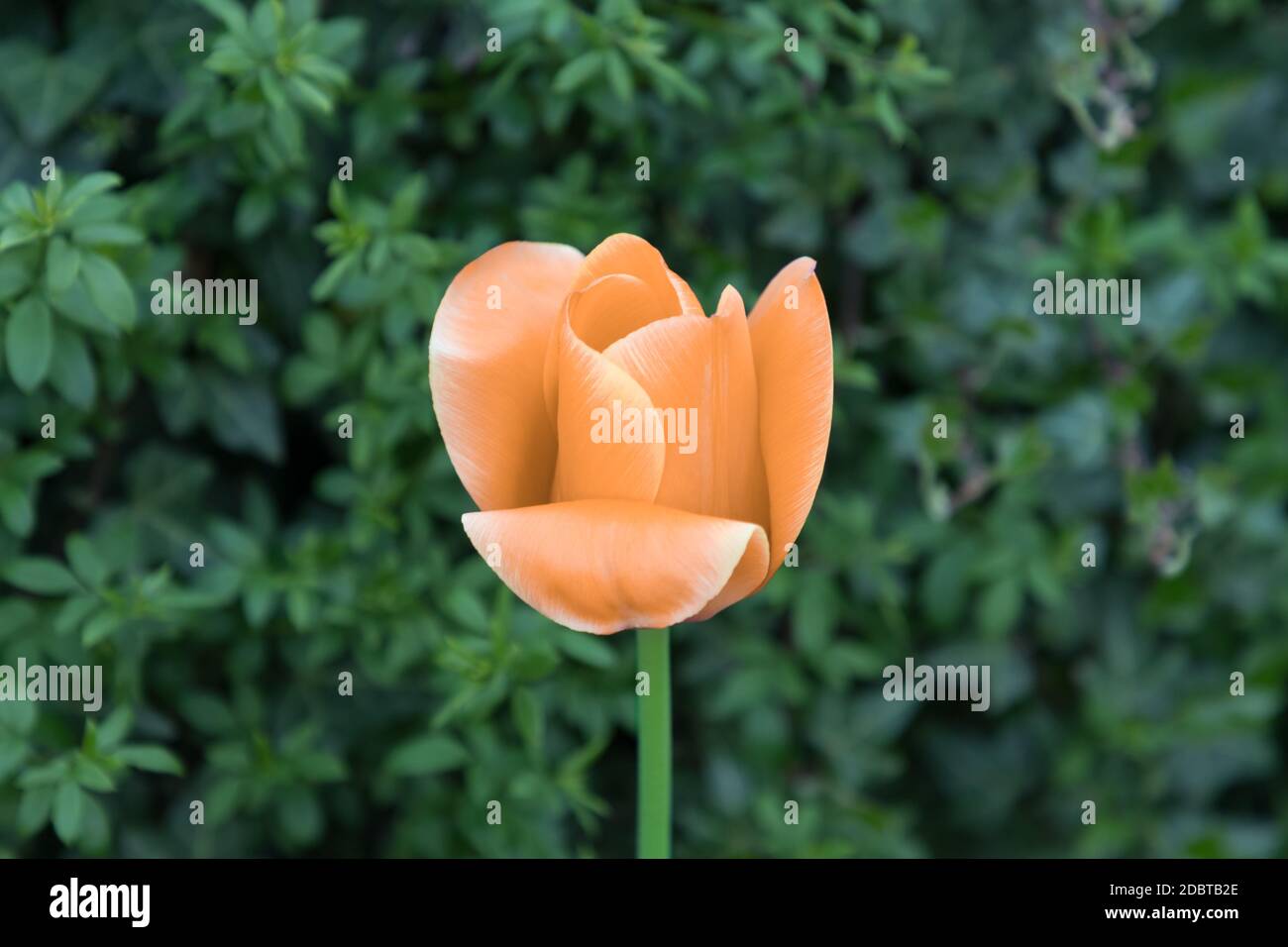 The flower is symbol for power of life and mind strength beyond grief