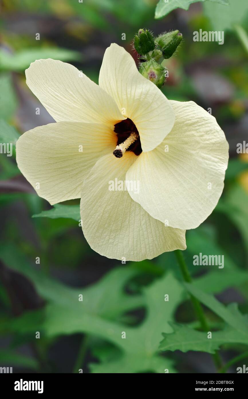 Aibika (Abelmoschus manihot). Called Muskmallow, Sunset muskmallow and Sunset Hibiscus. Another scientific name is Hibiscus manihotalso Stock Photo