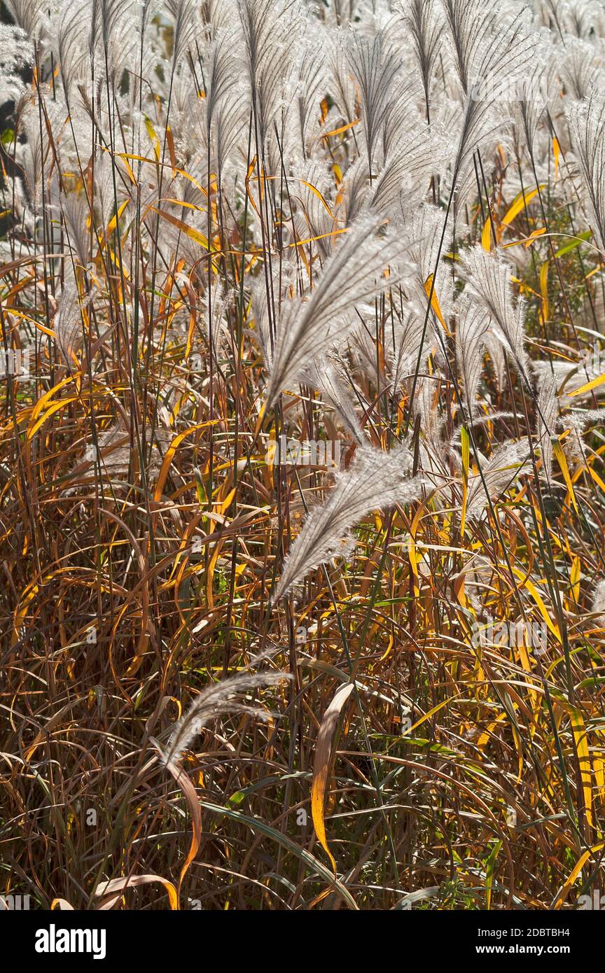 Amur silver grass (Miscanthus sacchariflorus). Called Japanese silver grass also Stock Photo