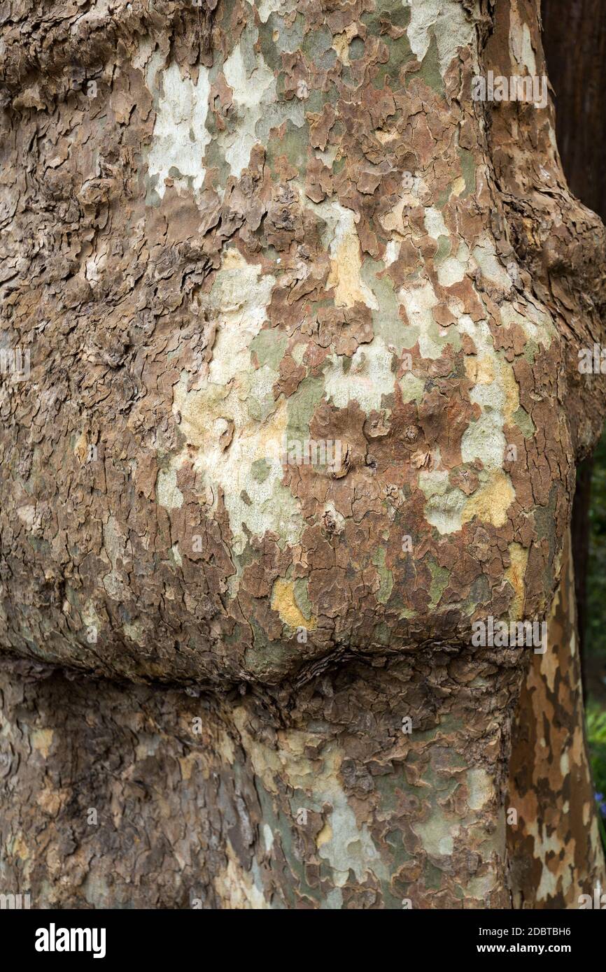 Bark and trunk of a London plane tree, Stock Photo