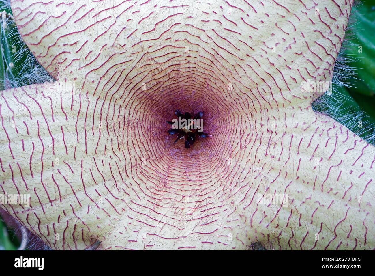 Zulu giant (Stapelia gigantea). Called Carrion plant, Carrion flower, Starfish plant and Toad plant also Stock Photo