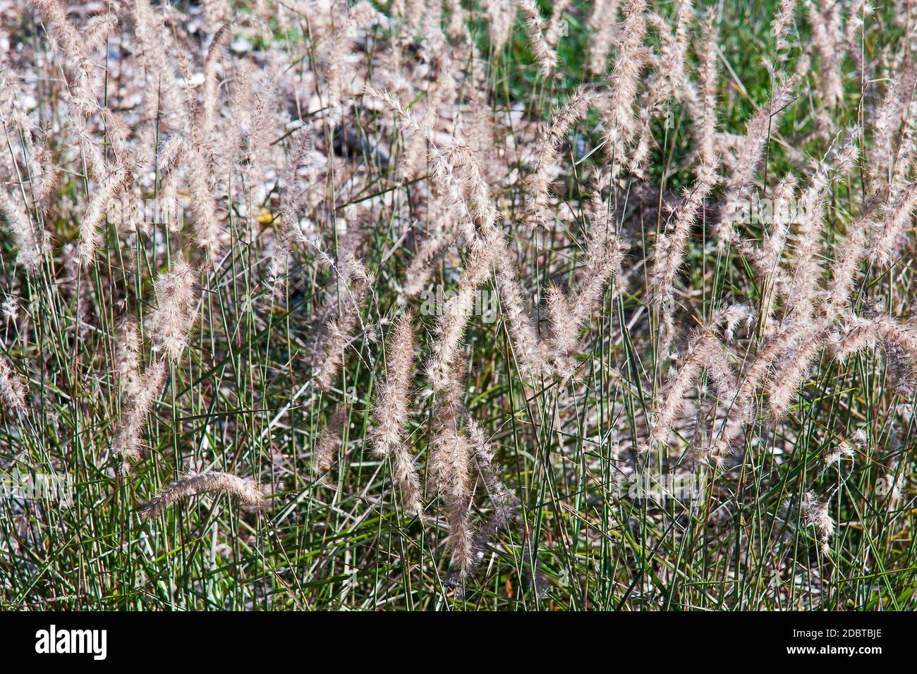 Pennisetum Orientale High Resolution Stock Photography and Images - Alamy