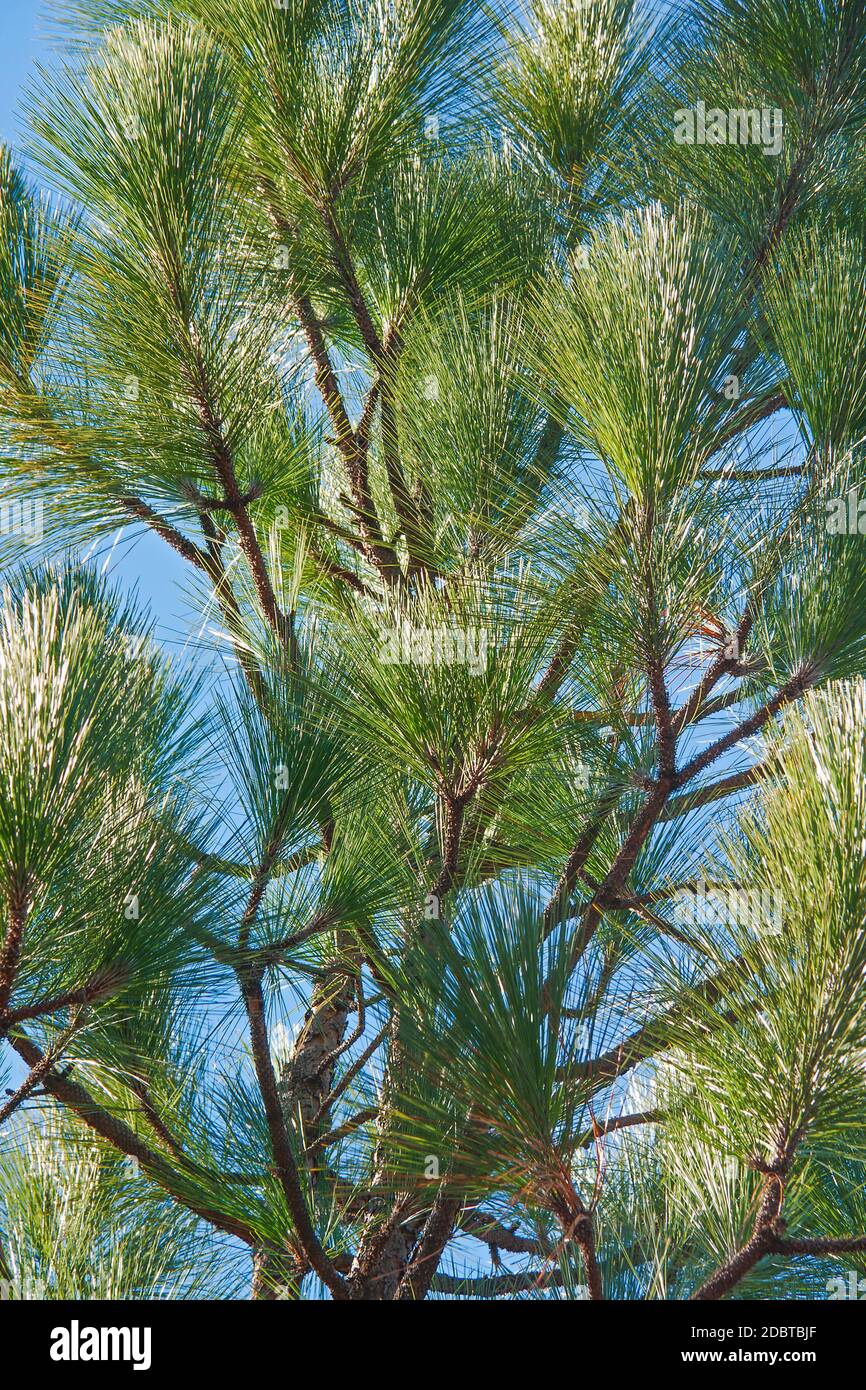 Longleaf pine (Pinus palustris). Called Southern Yellow Pine also Stock