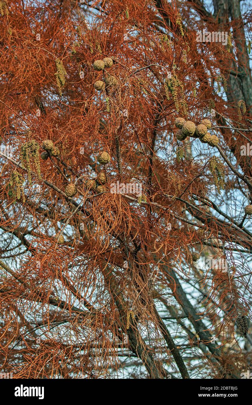 Pond cypress (Taxodium distichum var. imbricarium). Another scientific name is Taxodium ascedens Stock Photo