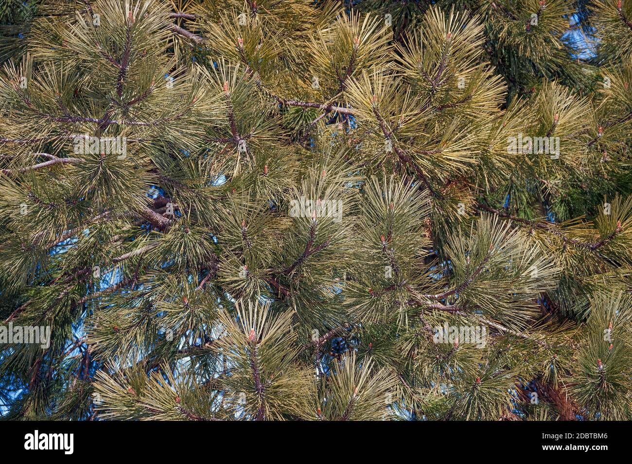 Ponderosa pine (Pinus ponderosa). Called Bull Pine, Blackjack Pine and Western Yellow Pine also Stock Photo