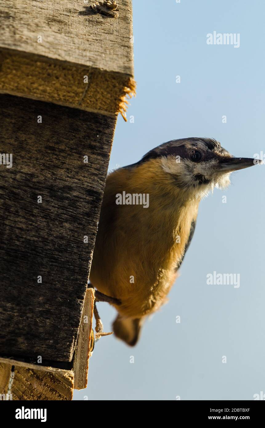 nuthatch at a birdhouse Stock Photo
