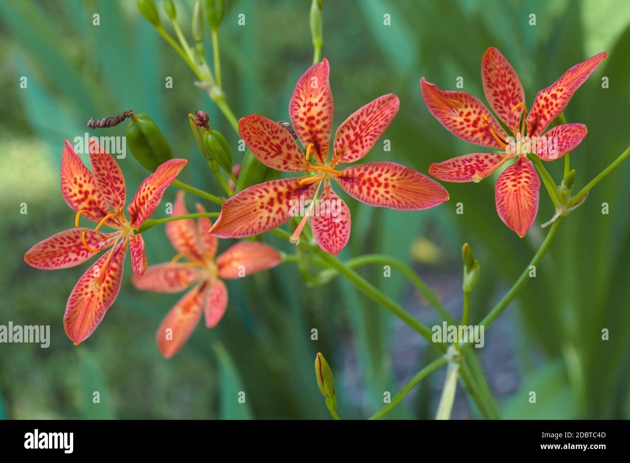 Leopard lily hires stock photography and images Alamy