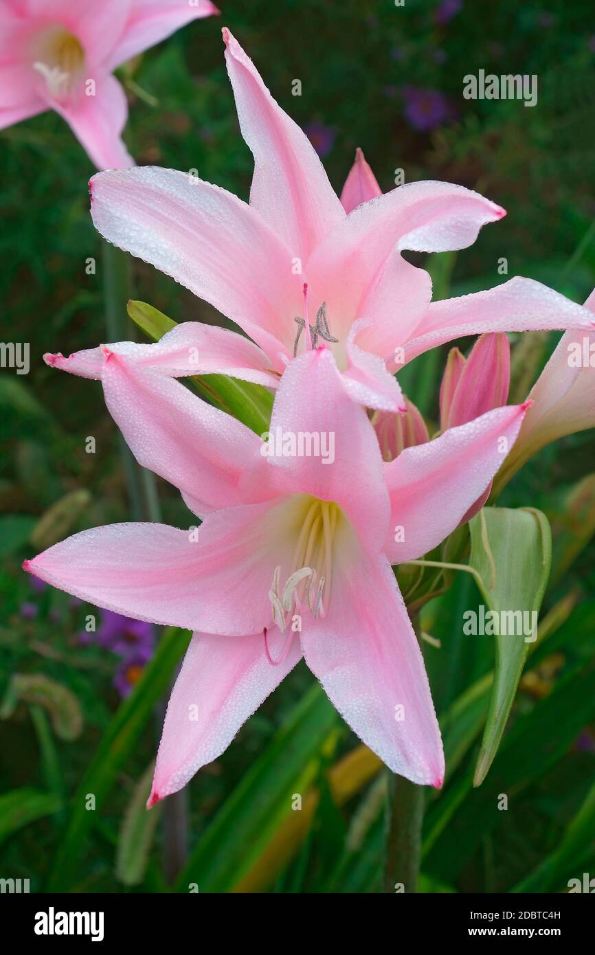 Crinodonna lily (x Amarcrinum Fred Howard). Called Fred Howard Amacrinum. Hybrid between Amaryllis belladonna and Crinum moorei. Stock Photo