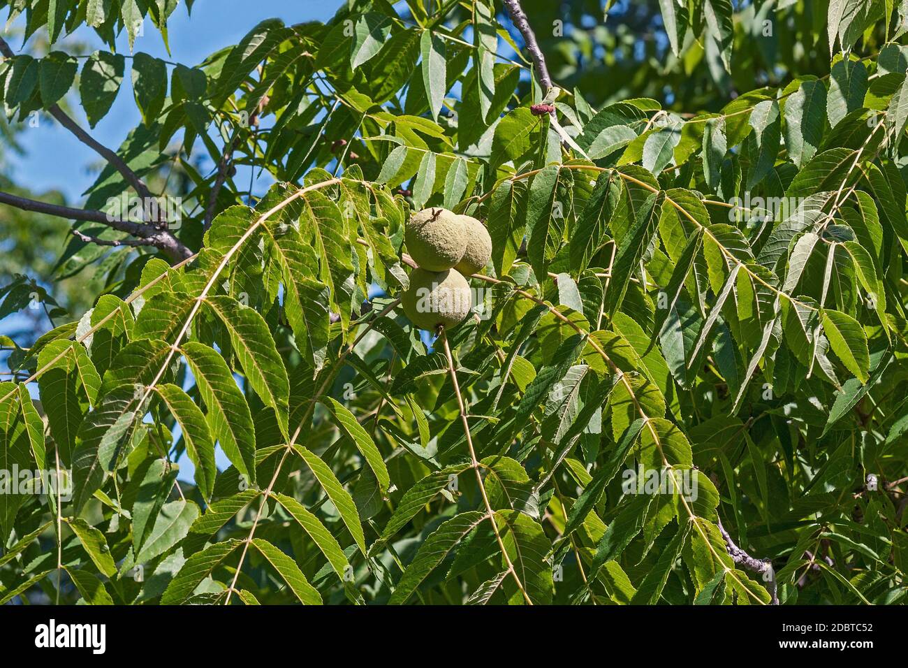 Eastern black walnut (Juglans nigra Stock Photo Alamy