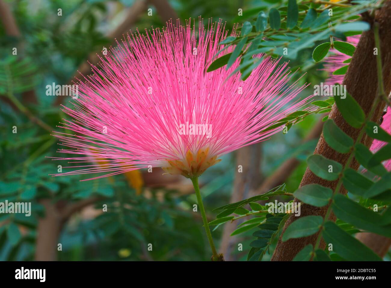 Surinam Powderpuff flower (Calliandra surinamensis). Called Pink Powder ...