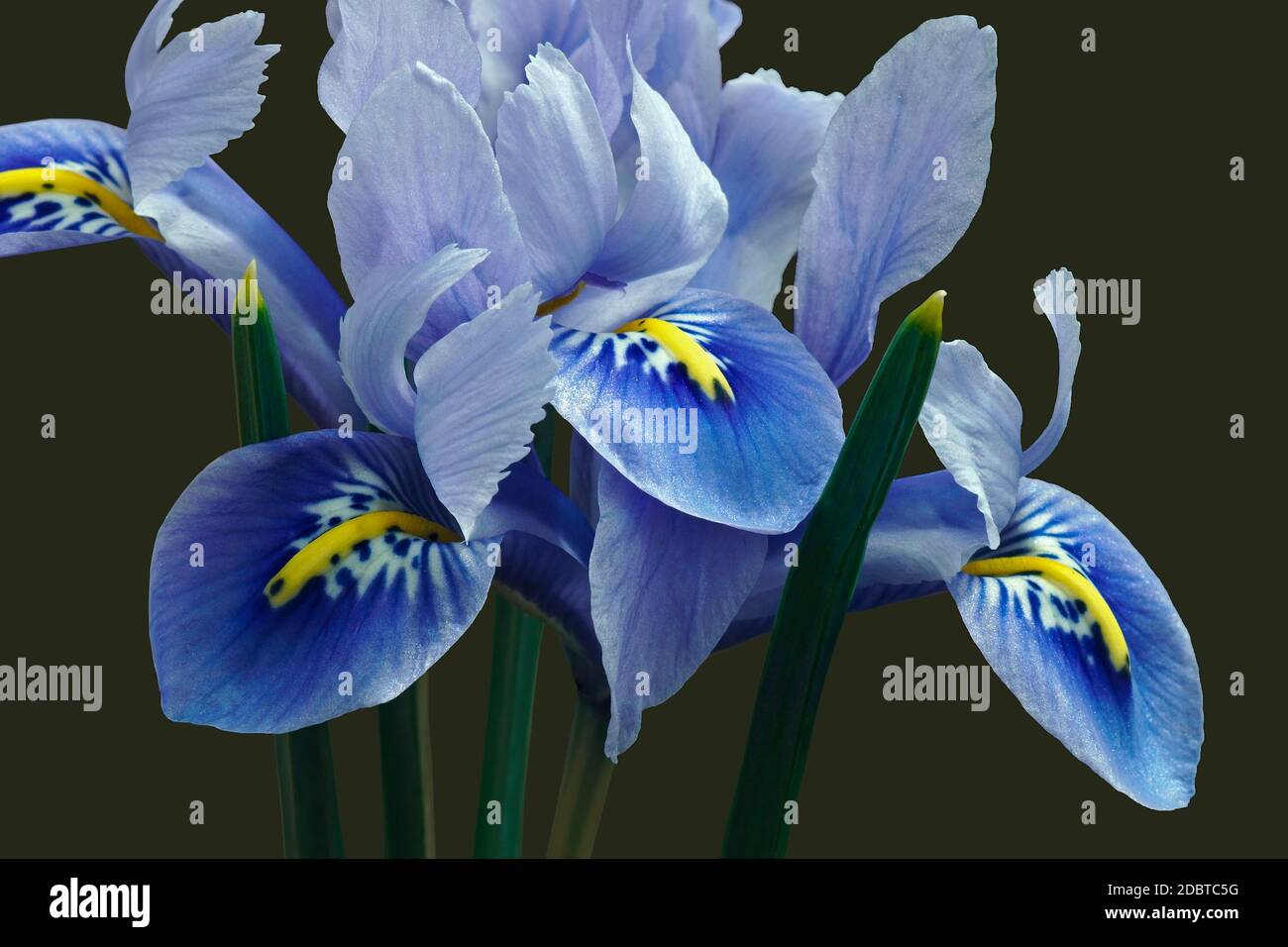 Harmony Dwarf Iris (Iris reticulata ‘Harmony’). Hybrid between Iris reticulata and Iris histrioides. Image of flowers isolated on dark background Stock Photo