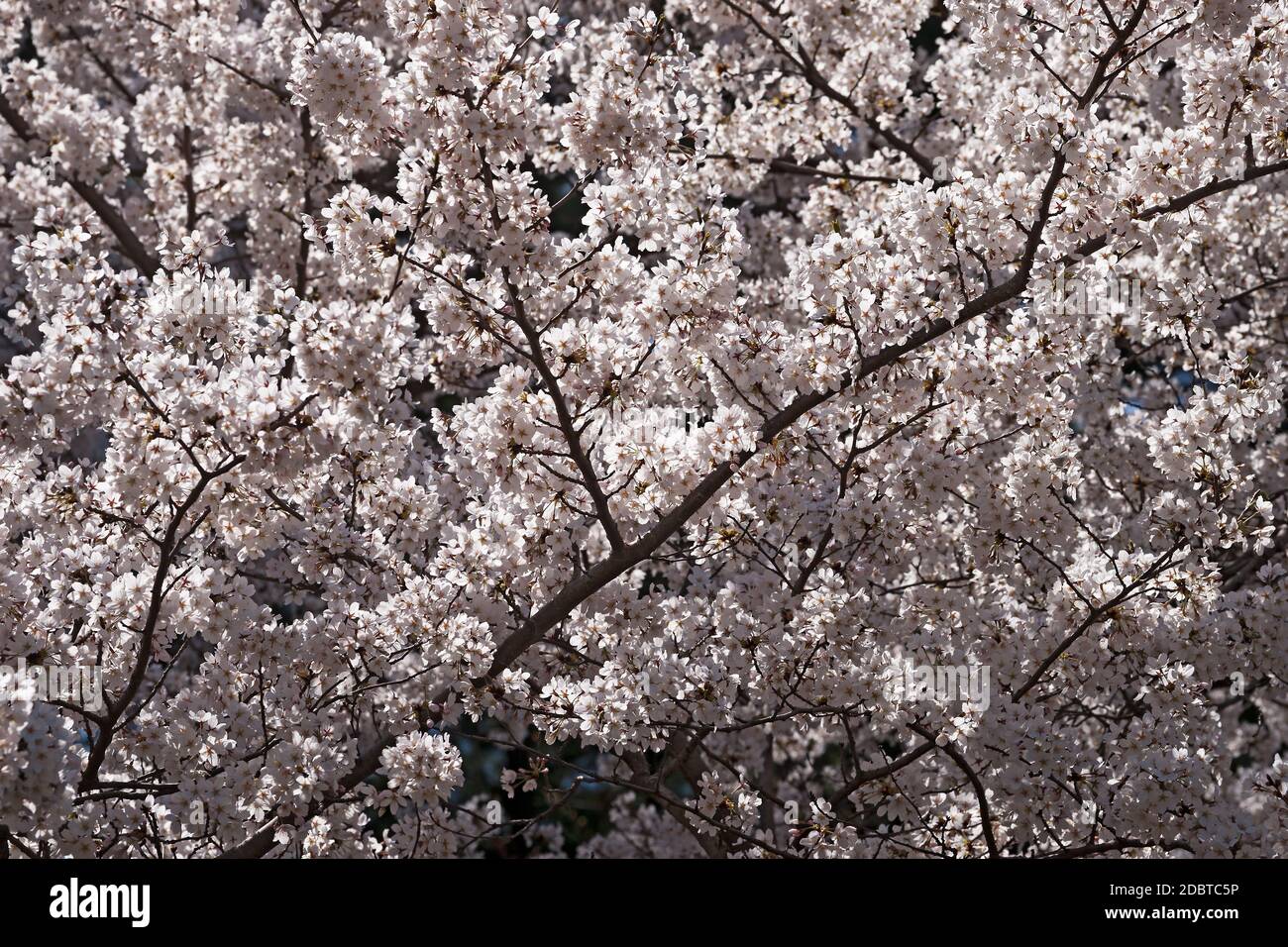 Yoshino cherry (Prunus x yedoensis). Hybrid between Prunus speciosa and ...