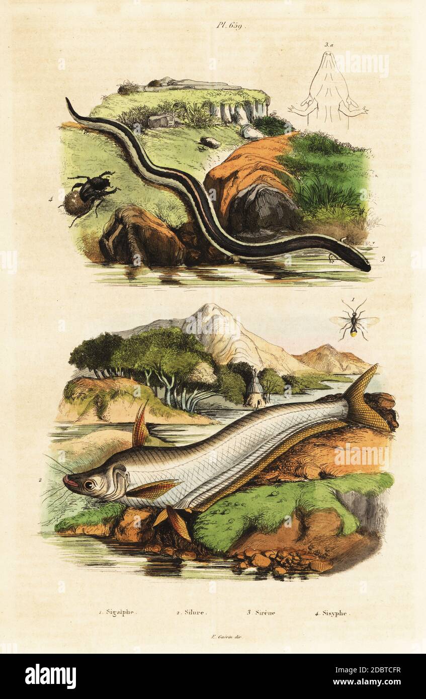 Catfish, Siluranodon auritus (Silurus auritus) 2, northern dwarf siren, Pseudobranchus striatus (Siren striata) 3, parasitoid wasp, Sigalphus irrorator 1, dung beetle, Sisyphus schaefferii 4. Sigalphe, Silure, Sirene, Sisyphe. Handcoloured steel engraving from Felix-Edouard Guerin-Meneville's Dictionnaire Pittoresque d'Histoire Naturelle (Picturesque Dictionary of Natural History), Paris, 1834-39. Stock Photo