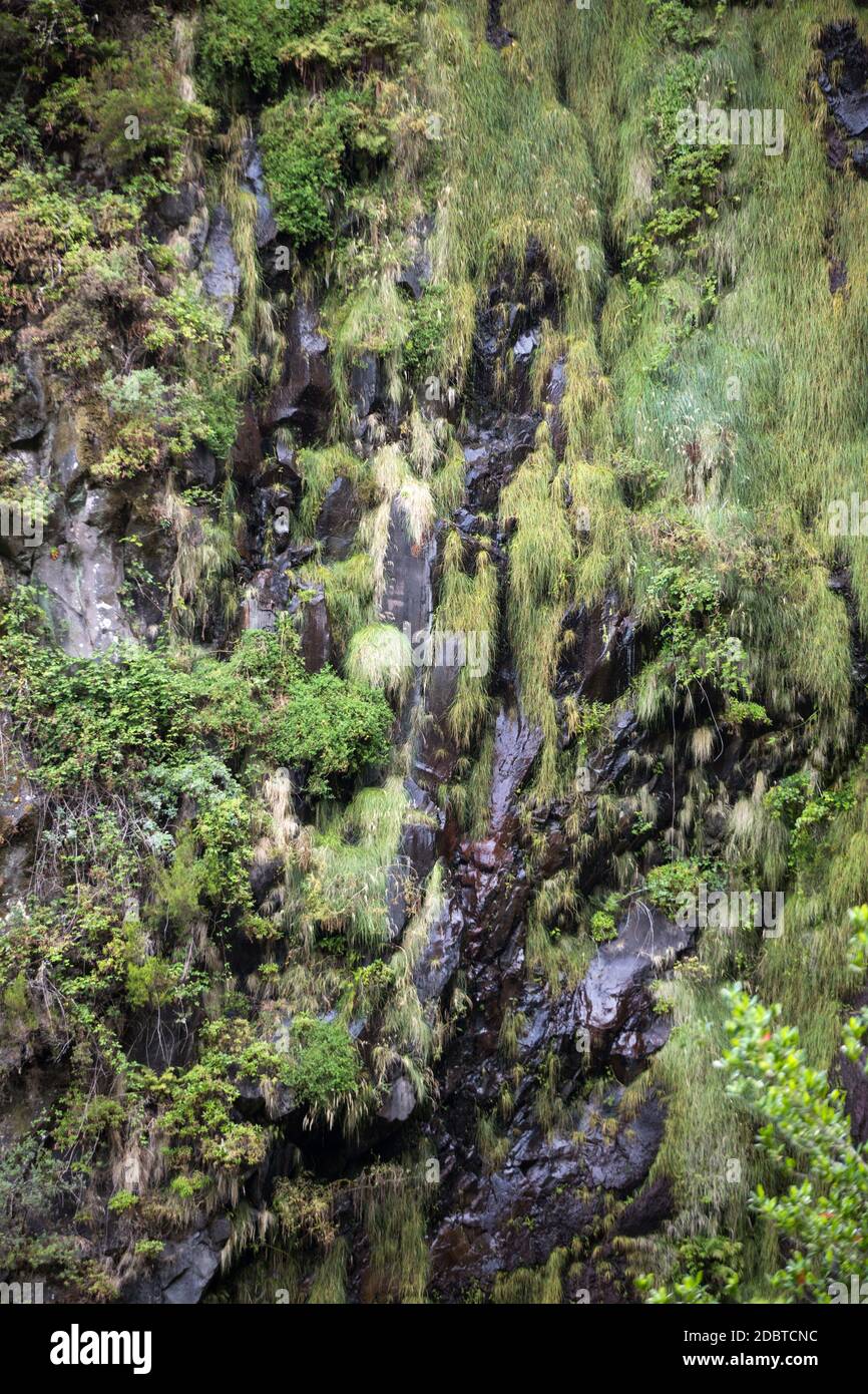 Risco Waterfall of the Twenty-five Fountains Levada hiking trail, Madeira Portugal Stock Photo