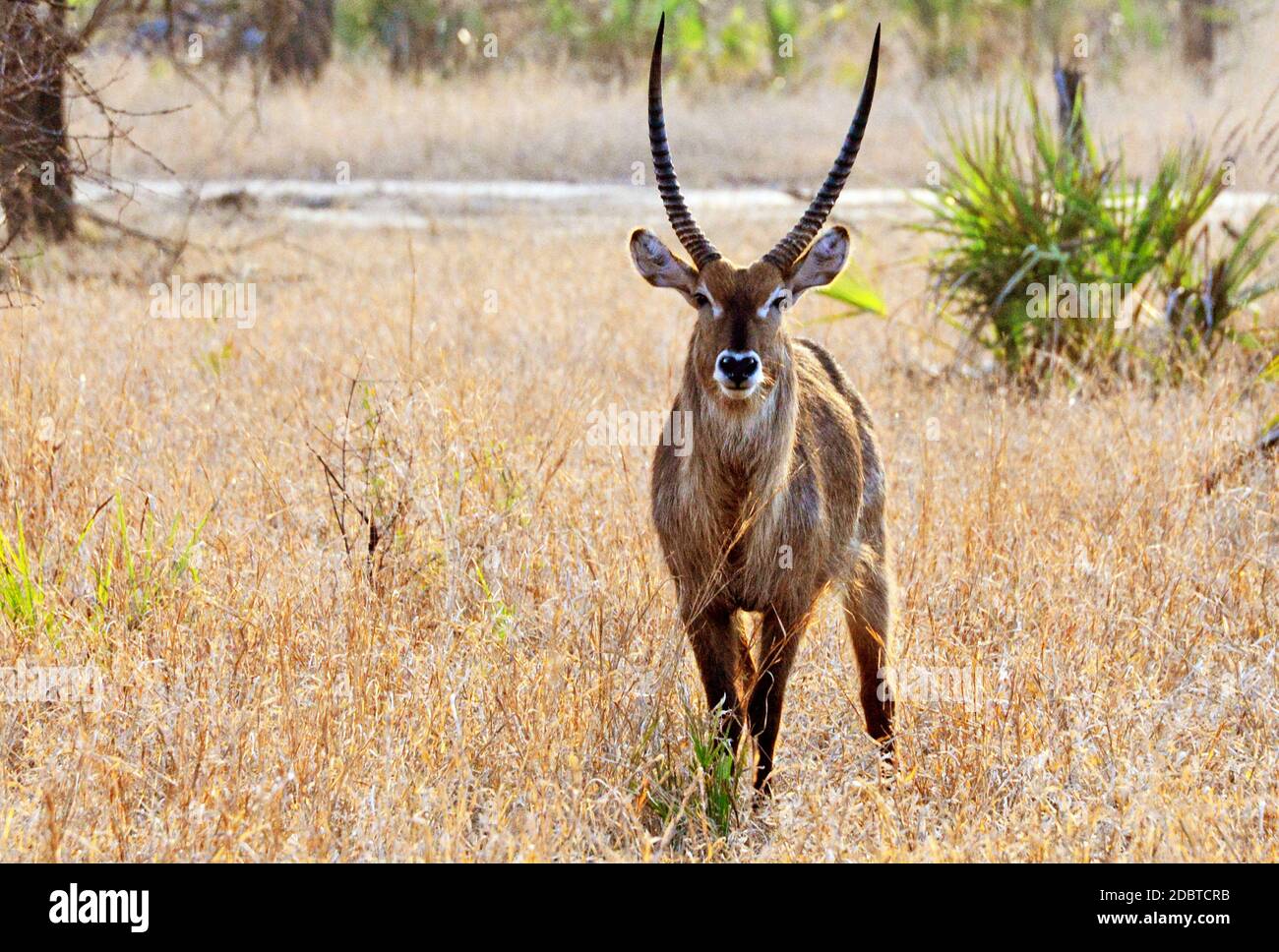 Waterbuck in Gorongosa National Park in Mozambique Stock Photo