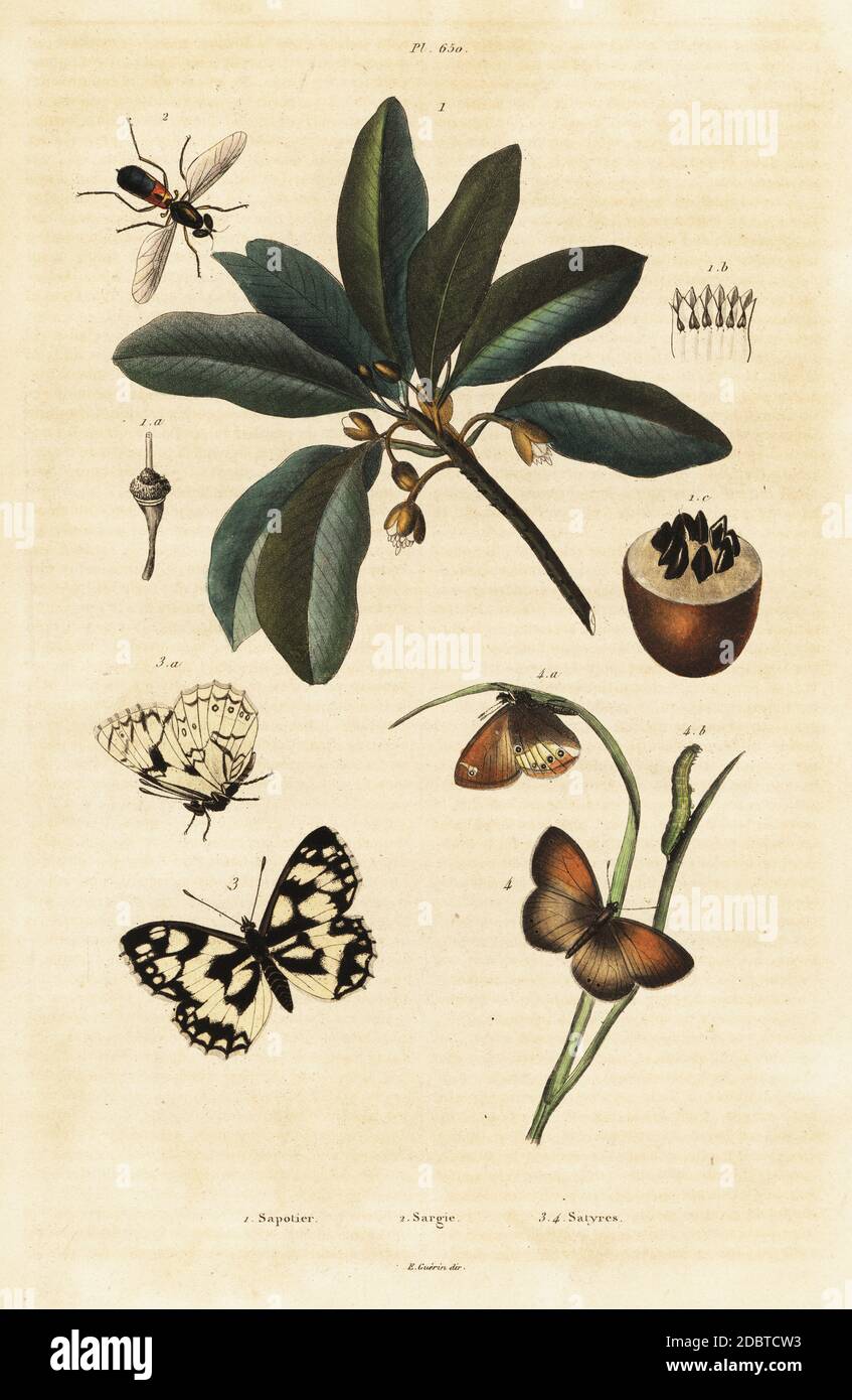 Sapodilla, Manilkara zapota (Achras sapota), twin-spot centurion, Sargus bipunctatus (Sargus reaumurii), marbled white or demi-deuil, Melanargia galathea (Satyrus galathaea), Coenonympha arcania (Satyrus arcanius). Sapotier, Sargie, Satyres. Handcoloured steel engraving from Felix-Edouard Guerin-Meneville's Dictionnaire Pittoresque d'Histoire Naturelle (Picturesque Dictionary of Natural History), Paris, 1834-39. Stock Photo