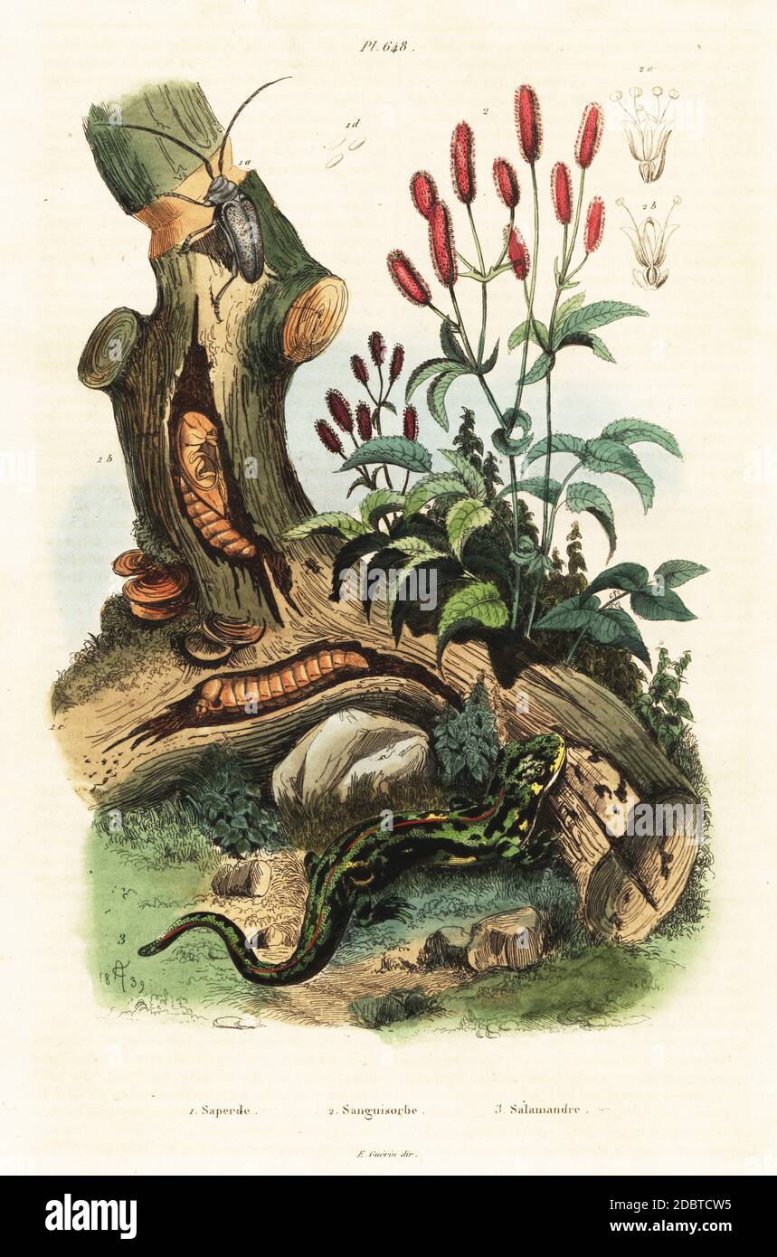 Near Eastern fire salamander, Salamandra infraimmaculata Salamandra maculosa, beetle, Oncideres amputator (Saperda amputator) and great burnet, Sanguisorba officinalis. Saperde, Sanguisorbe, Salamandre. Handcoloured steel engraving after an illustration by Adolph Fries from Felix-Edouard Guerin-Meneville's Dictionnaire Pittoresque d'Histoire Naturelle (Picturesque Dictionary of Natural History), Paris, 1834-39. Stock Photo