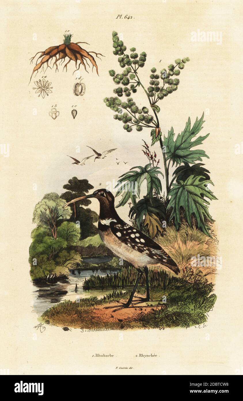 South American painted-snipe, Nycticryphes semicollaris (Rhynchoea hilarea) and Chinese rhubarb, Rheum palmatum. Rhubarbe, Rhynchee. Handcoloured steel engraving by du Casse after an illustration by Adolph Fries from Felix-Edouard Guerin-Meneville's Dictionnaire Pittoresque d'Histoire Naturelle (Picturesque Dictionary of Natural History), Paris, 1834-39. Stock Photo
