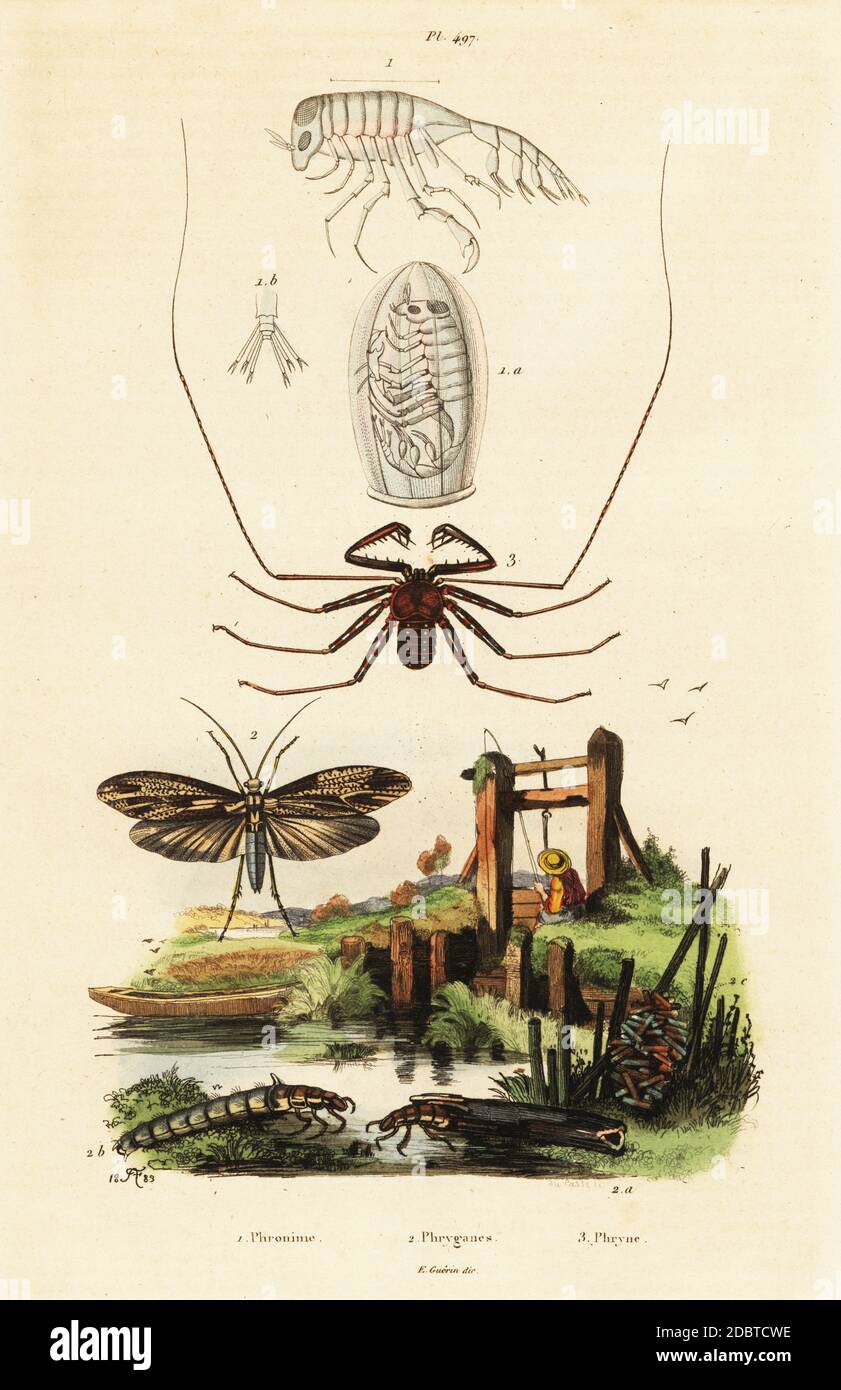 Hyperiid amphipod, Phrosina semilunata 1, giant casemaker caddisfly, Phryganae grandis 2, and whip spider, Damon variegatus (Phrynus variegatus) 3. Phronime, Phryganes, Phryne. Handcoloured steel engraving by du Casse after an illustration by Adolph Fries from Felix-Edouard Guerin-Meneville's Dictionnaire Pittoresque d'Histoire Naturelle (Picturesque Dictionary of Natural History), Paris, 1834-39. Stock Photo