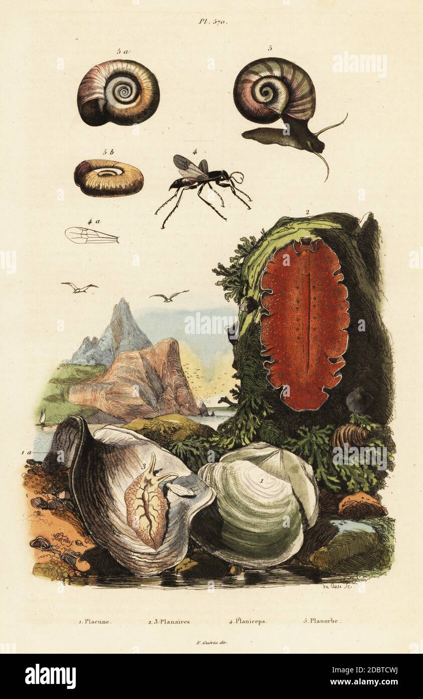 Windowpane oyster, Placuna ephippium (Placuna sella), flatworm, Yungia aurantiaca (Planaria aurantiaca), spider wasp, Aporus planiceps (Planiceps latreillii), and great ram's horn snail, Helix cornea (Planorbis corneus). Placune, Planaires, Planiceps, Planorbe. Handcoloured steel engraving by du Casse after an illustration by Adolph Fries from Felix-Edouard Guerin-Meneville's Dictionnaire Pittoresque d'Histoire Naturelle (Picturesque Dictionary of Natural History), Paris, 1834-39. Stock Photo