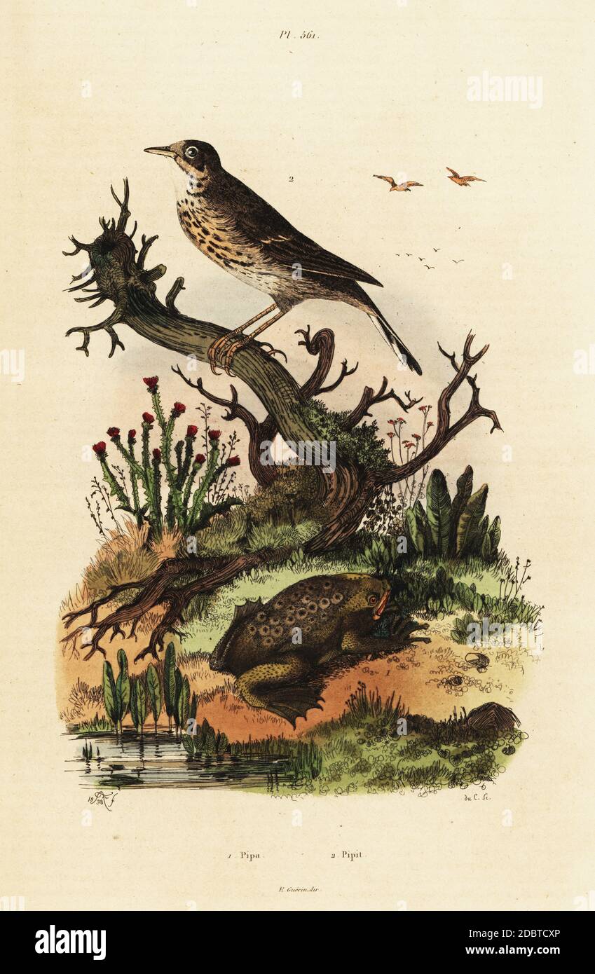 Meadow pipit, Anthus pratensis, and common Suriname toad or star-fingered toad, Pipa pipa. Pipa, Pipit. Handcoloured steel engraving by du Casse after an illustration by Adolph Fries from Felix-Edouard Guerin-Meneville's Dictionnaire Pittoresque d'Histoire Naturelle (Picturesque Dictionary of Natural History), Paris, 1834-39. Stock Photo