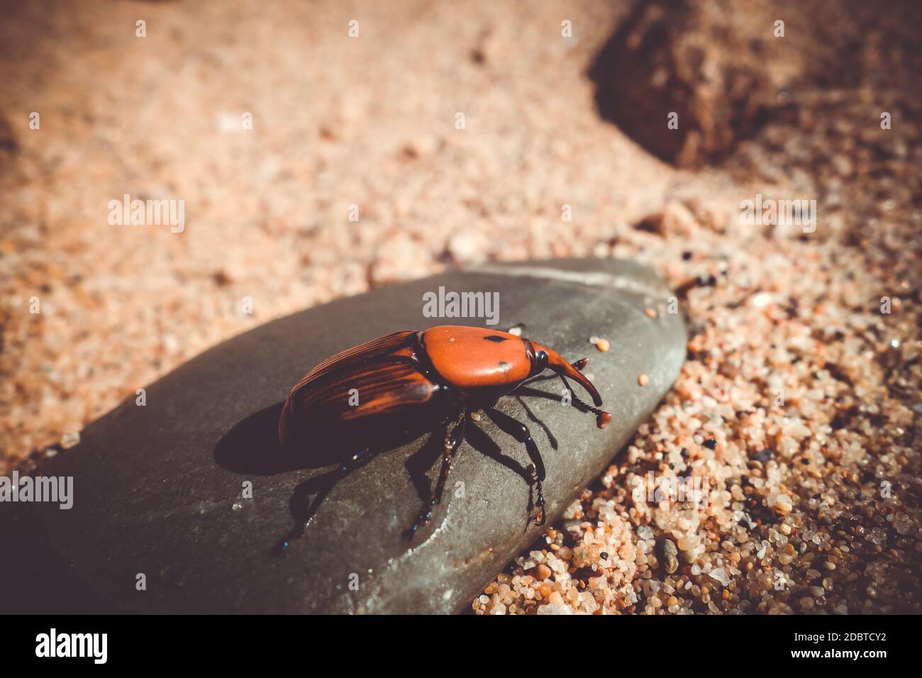 Rhynchophorus damage hi-res stock photography and images - Alamy