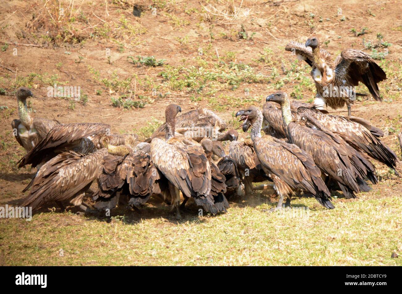 White-backed vulture fighting over prey in Gorongosa National Park in Mozambique Stock Photo
