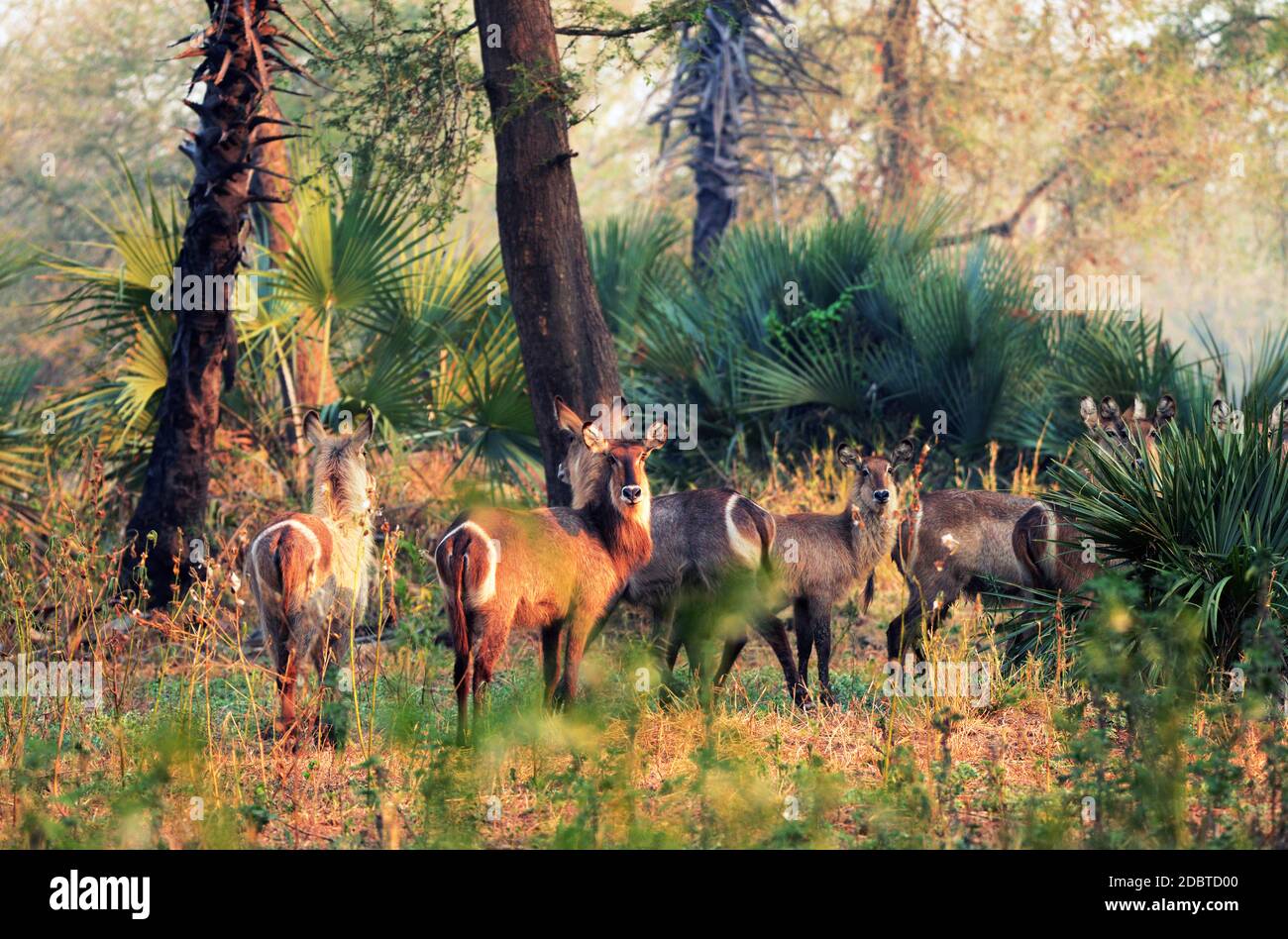 Elliptical waterbucks in Gorongosa National Park in Mozambique Stock Photo