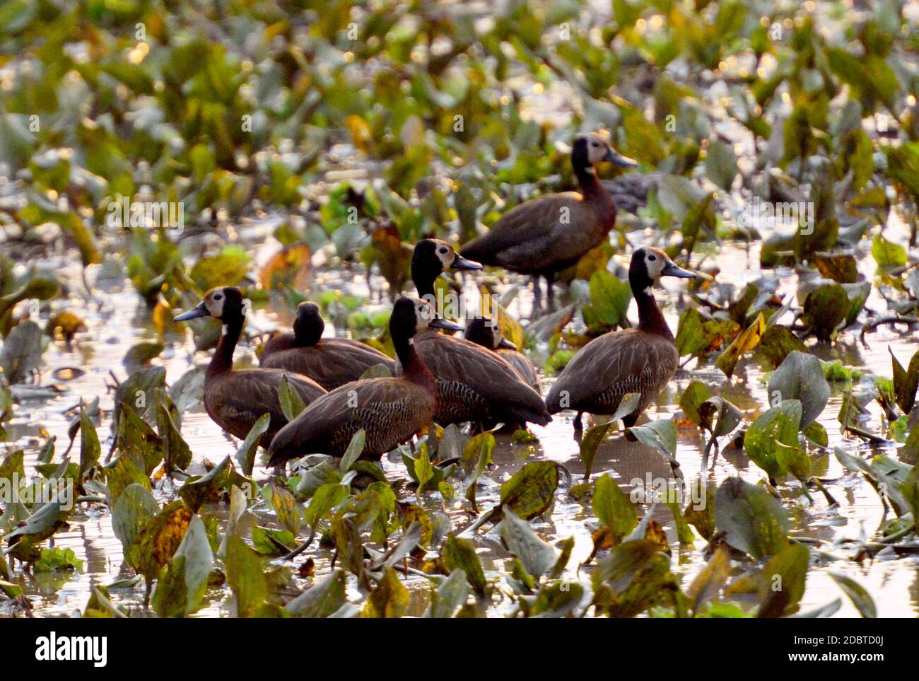 Widow Whistling Goose in Gorongosa National Park in Mozambique,widow duck Stock Photo