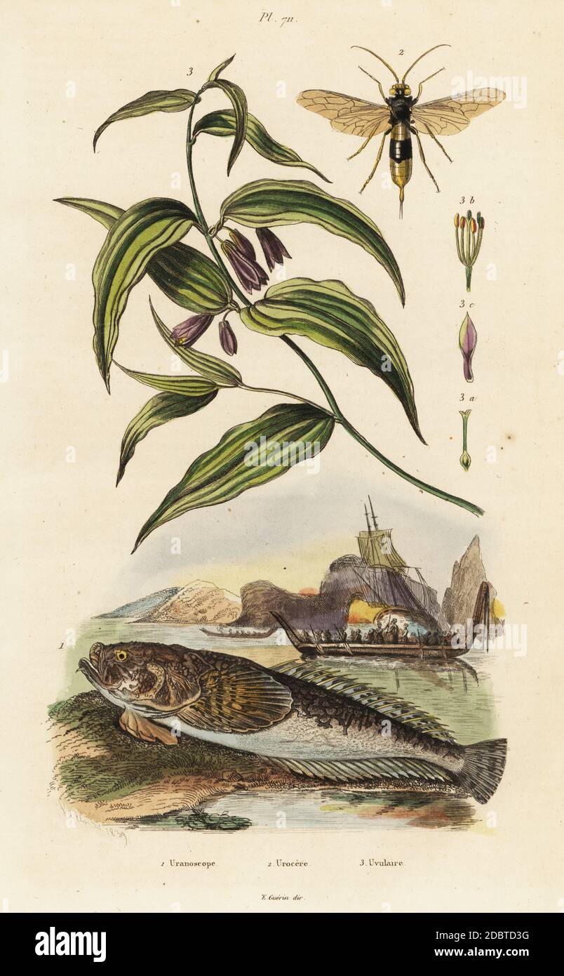 Atlantic stargazer, Uranoscopus scaber, wood wasp, Urocerus gigas, and Chinese Fairy Bells, Disporum cantoniense (Uvularia chinensis). Uranoscope, Urocere, Uvulaire. Handcoloured steel engraving by Varin from Felix-Edouard Guerin-Meneville's Dictionnaire Pittoresque d'Histoire Naturelle (Picturesque Dictionary of Natural History), Paris, 1834-39. Stock Photo