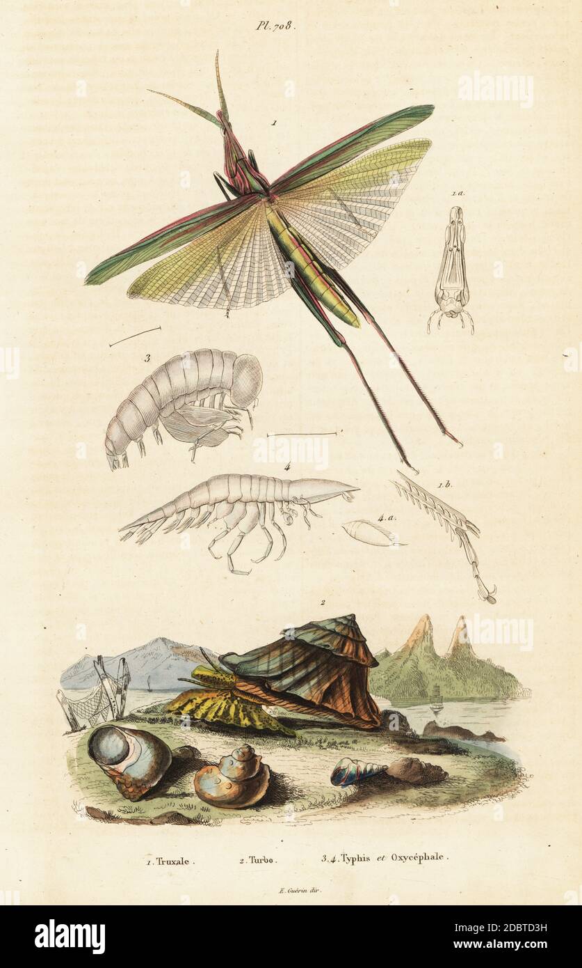African grasshopper, Truxalis nasuta, blue-mouthed turban, Astralium stellare (Turbo stellaris), Platyscelus ovoides (Typhis ovoides), Oxycephalus piscator. Truxale, Turbo, Typhis et Oxycephale. Handcoloured steel engraving from Felix-Edouard Guerin-Meneville's Dictionnaire Pittoresque d'Histoire Naturelle (Picturesque Dictionary of Natural History), Paris, 1834-39. Stock Photo