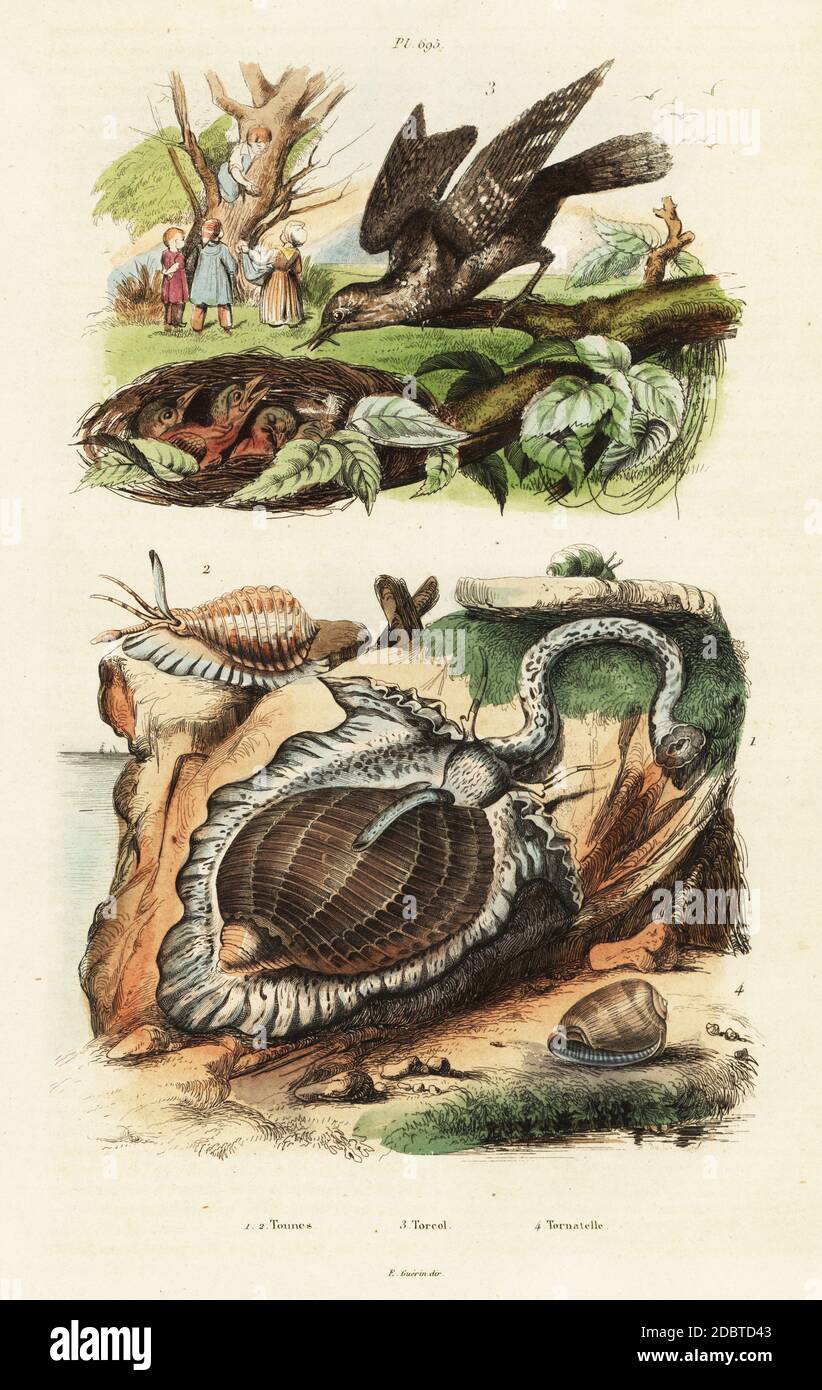 Partridge tun, Tonna perdix, Pacific grinning tun, Malea pomum, Eurasian wryneck with nest and chicks, Jynx torquilla (Yunx torquila). solid pupa, Pupa solidula, Tornatella solidula. Handcoloured steel engraving by du Casse from Felix-Edouard Guerin-Meneville's Dictionnaire Pittoresque d'Histoire Naturelle (Picturesque Dictionary of Natural History), Paris, 1834-39. Stock Photo