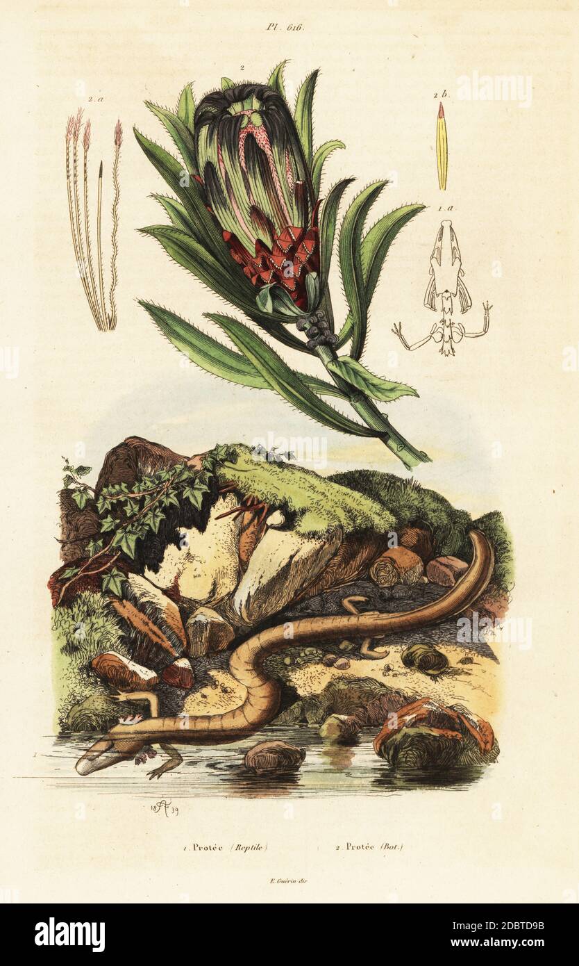 Brown-beard sugarbush, Protea speciosa, and olm or proteus, Proteus anguinus. Handcoloured steel engraving after an illustration by Adolph Fries from Felix-Edouard Guerin-Meneville's Dictionnaire Pittoresque d'Histoire Naturelle (Picturesque Dictionary of Natural History), Paris, 1834-39. Stock Photo