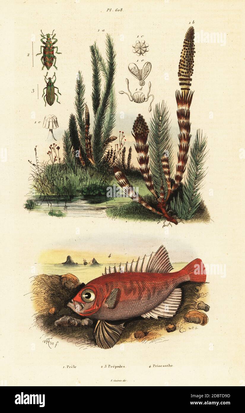 Longfinned bullseye, Cookeolus japonicus, Priacanthus japonicus, Water horsetail, Equisetum fluviatile, weevil, Prepodes spectabilis. Handcoloured steel engraving by du Casse after an illustration by Adolph Fries from Felix-Edouard Guerin-Meneville's Dictionnaire Pittoresque d'Histoire Naturelle (Picturesque Dictionary of Natural History), Paris, 1834-39. Stock Photo