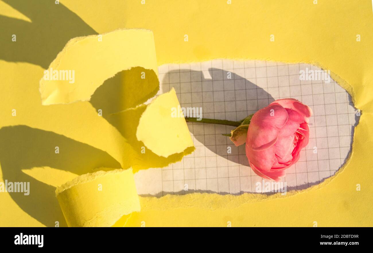 A hole made of torn yellow paper, a pink rose on a white checkered sheet. Creative design, hard shadow, bright light. Stock Photo