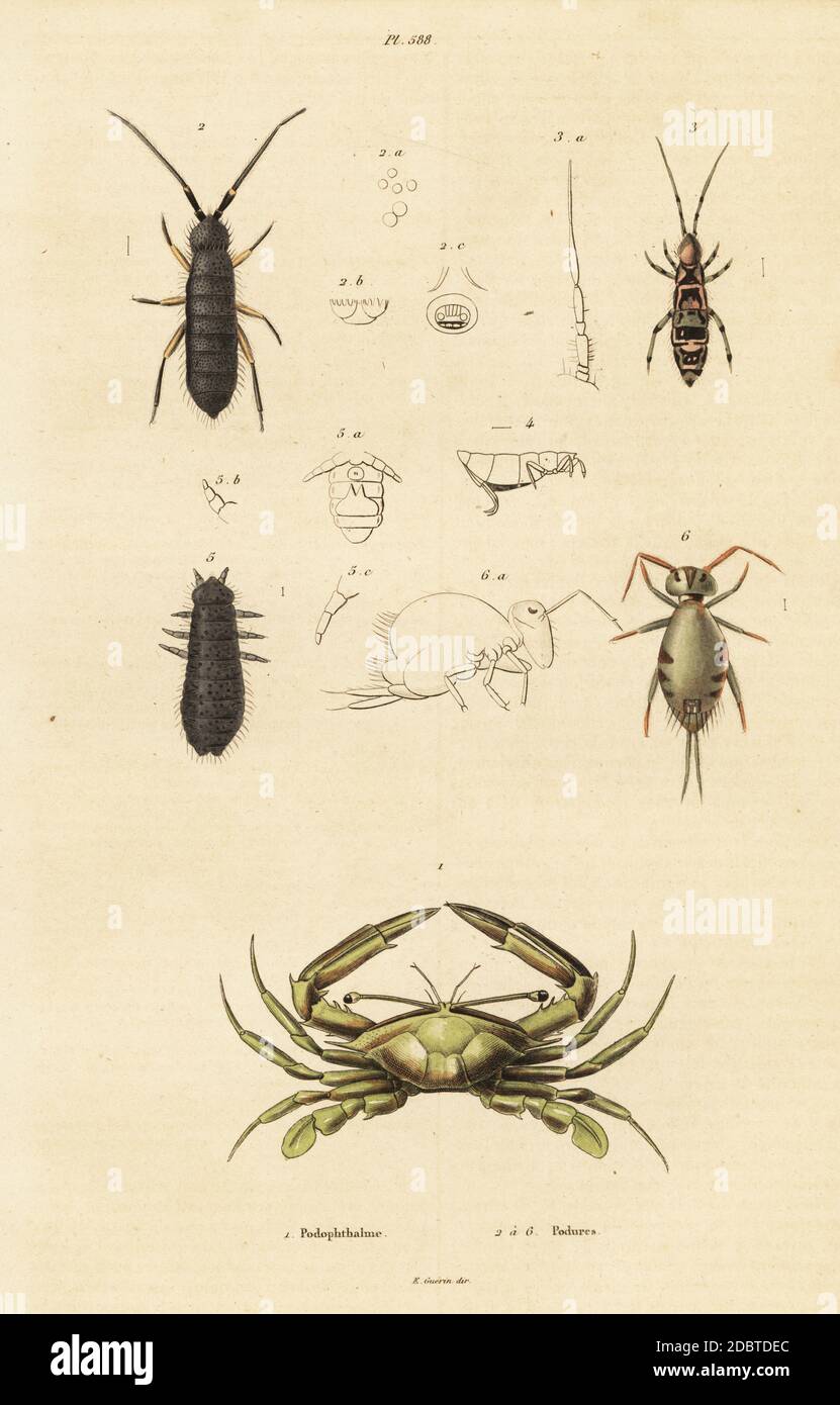 Long-eyed swimming crab, Podophthalmus vigil, and springtail species, Podura plumbea, Orchesella filicornis, Smynthurus signatus, Achorates dubius. Handcoloured steel engraving from Felix-Edouard Guerin-Meneville's Dictionnaire Pittoresque d'Histoire Naturelle (Picturesque Dictionary of Natural History), Paris, 1834-39. Stock Photo