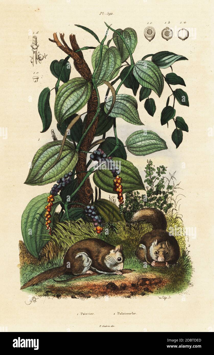 Black pepper, Piper nigrum, and southern flying squirrel or assapan, Glaucomys volans (Pteromys volucella). Handcoloured steel engraving by du Casse after an illustration by Adolph Fries from Felix-Edouard Guerin-Meneville's Dictionnaire Pittoresque d'Histoire Naturelle (Picturesque Dictionary of Natural History), Paris, 1834-39. Stock Photo