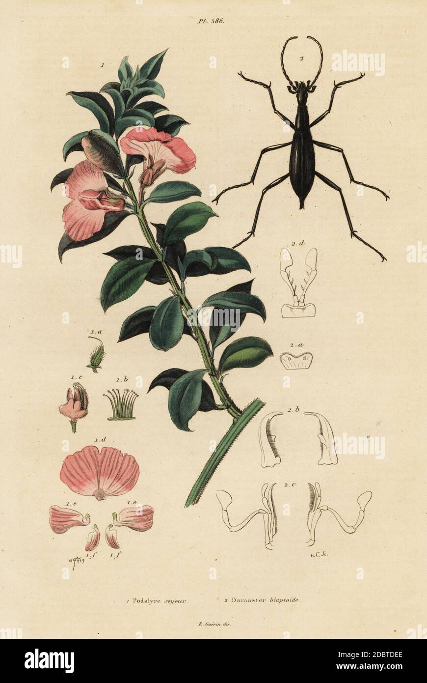 Cape satin bush, Podalyria sericea, and beetle, Carabus blaptoides (Damaster blaptoides). Handcoloured steel engraving by du Casse after an illustration by Adolph Fries from Felix-Edouard Guerin-Meneville's Dictionnaire Pittoresque d'Histoire Naturelle (Picturesque Dictionary of Natural History), Paris, 1834-39. Stock Photo