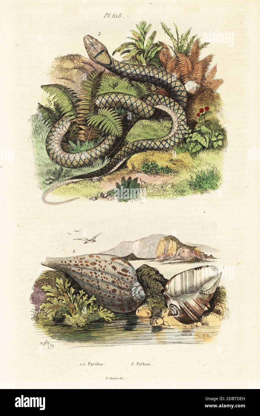 Paper fig shell, Ficus ficus (Pyrula ficus), and amethystine python, Simalia amethistina (Python amethystinus). Handcoloured steel engraving by du Casse after an illustration by Adolph Fries from Felix-Edouard Guerin-Meneville's Dictionnaire Pittoresque d'Histoire Naturelle (Picturesque Dictionary of Natural History), Paris, 1834-39. Stock Photo