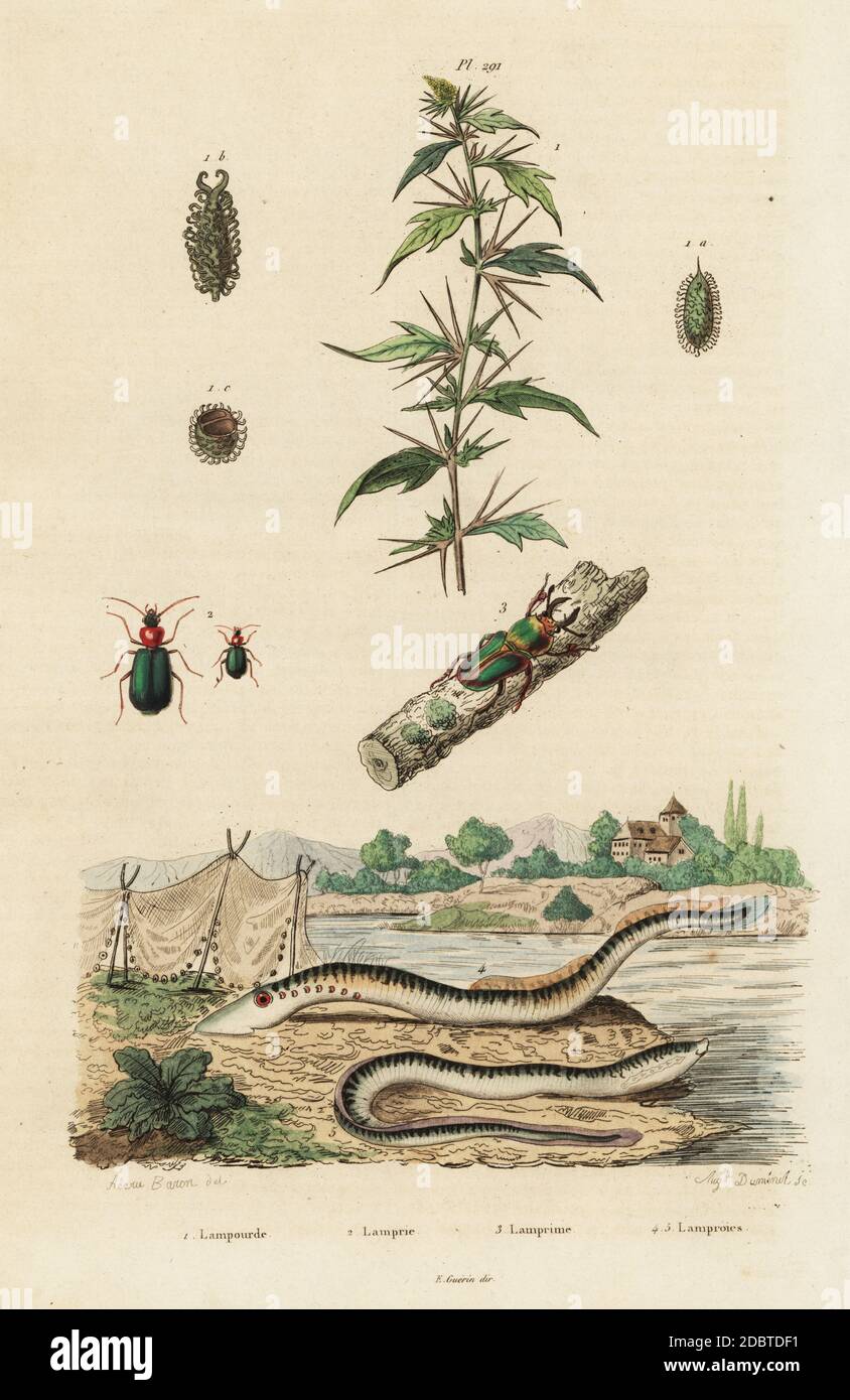 Sea lamprey, Petromyzon marinus, beetles, Lamprima oenea and Lamprias cyanocephala, and cocklebur, Xanthium strumarium. Handcoloured steel engraving by August Dumenil after an illustration by Acarie Baron from Felix-Edouard Guerin-Meneville's Dictionnaire Pittoresque d'Histoire Naturelle (Picturesque Dictionary of Natural History), Paris, 1834-39. Stock Photo