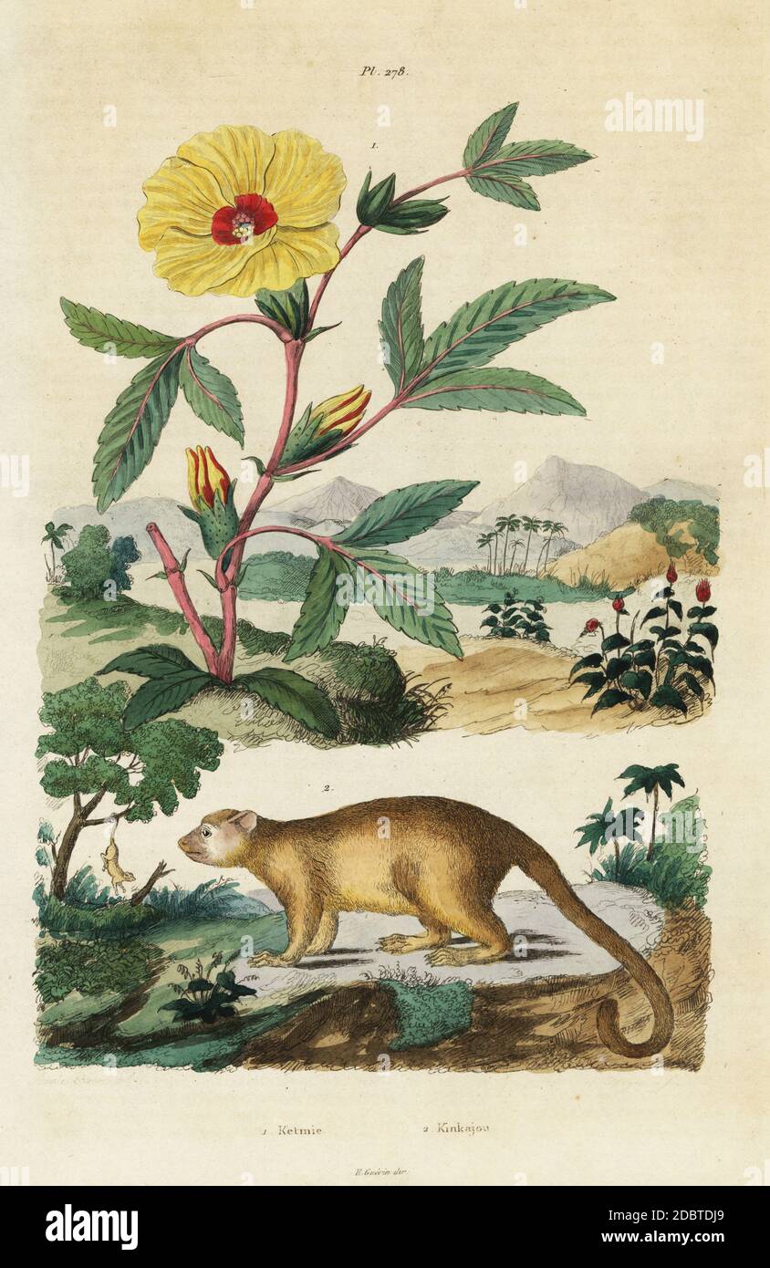 Kinkajou, Potos flavus, and Roselle, Hibiscus sabdariffa. Handcoloured steel engraving by Pfitzer after an illustration by Acarie Baron from Felix-Edouard Guerin-Meneville's Dictionnaire Pittoresque d'Histoire Naturelle (Picturesque Dictionary of Natural History), Paris, 1834-39. Stock Photo