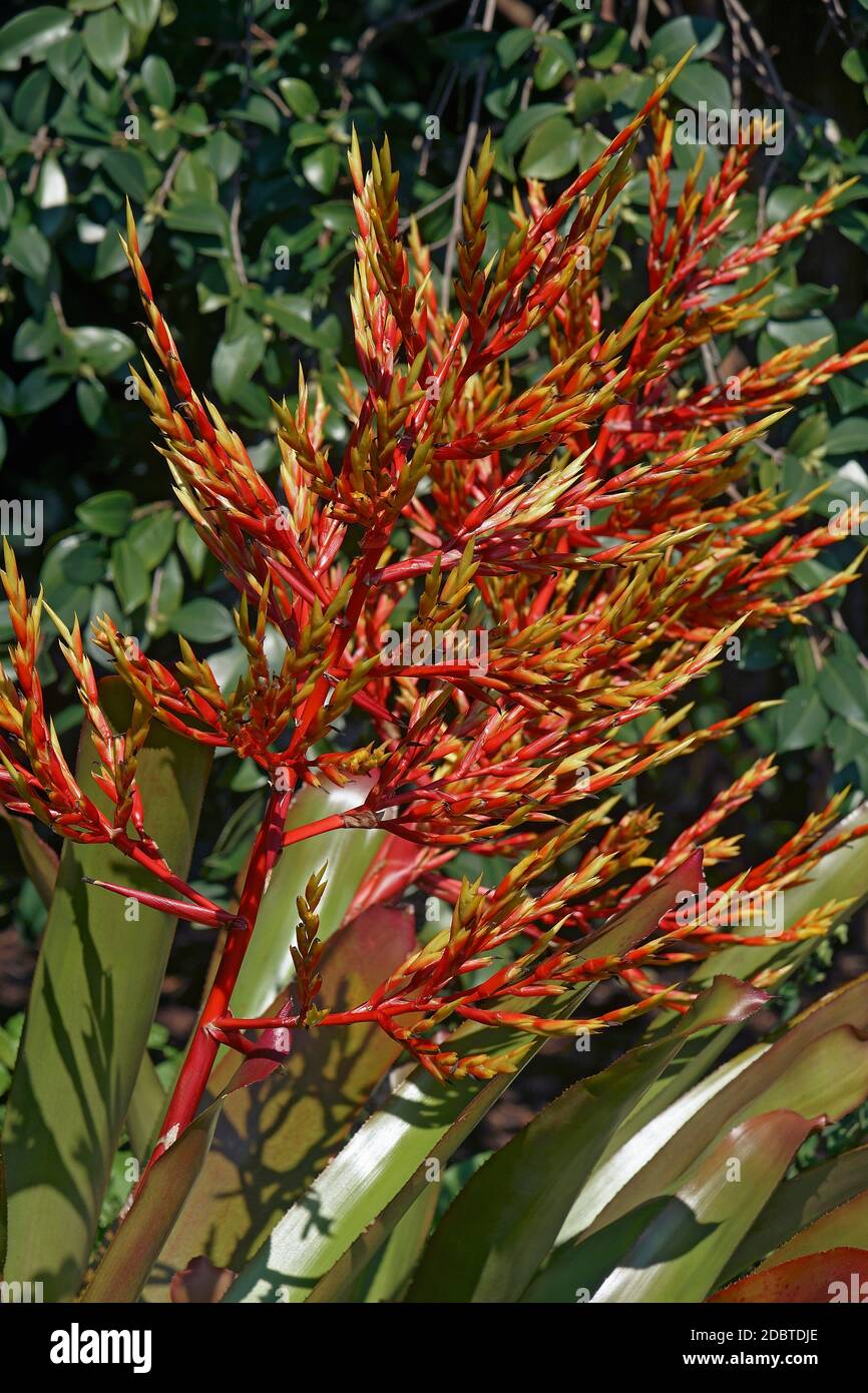 Bromeliad plant (Aechmea blanchetiana) Stock Photo