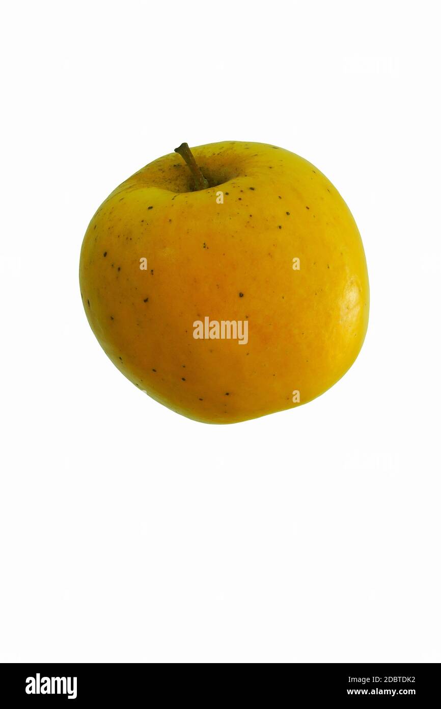 Opal apple (Malus domestica Opal). Known as UEB32642 also. Hybrid