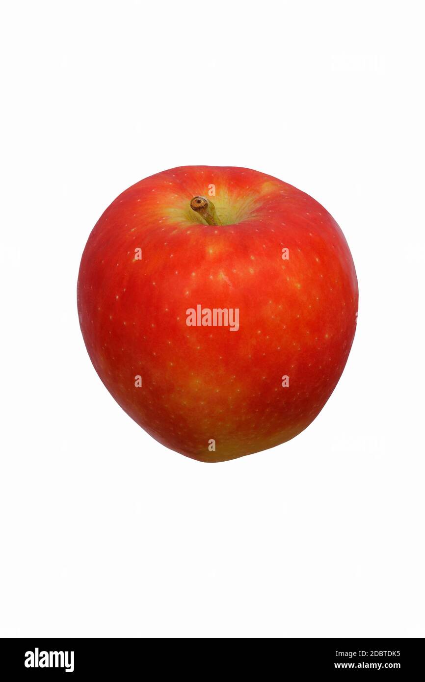 Kanzi apple (Malus domestica Nicoter). Hybrid between Gala apple and Braeburn apple. Image of apple isolated on white background Stock Photo