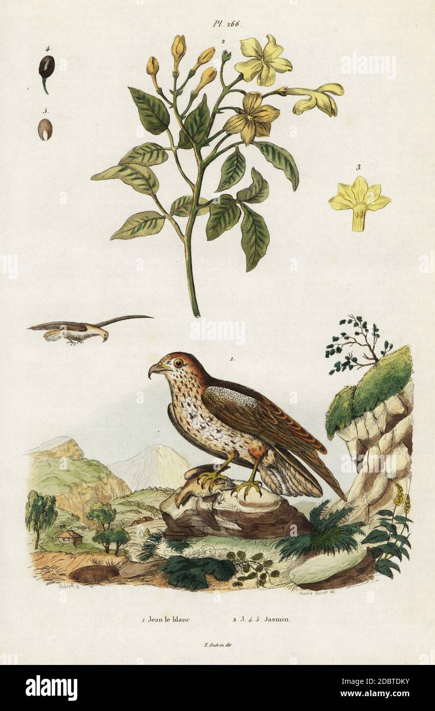 Yellow jasmine, Jasminum humile (Jasminum revolutum), short-toed snake eagle, Circaetus gallicus (Falco gallicus). Handcoloured steel engraving by Pedretti after an illustration by Acarie Baron from Felix-Edouard Guerin-Meneville's Dictionnaire Pittoresque d'Histoire Naturelle (Picturesque Dictionary of Natural History), Paris, 1834-39. Stock Photo
