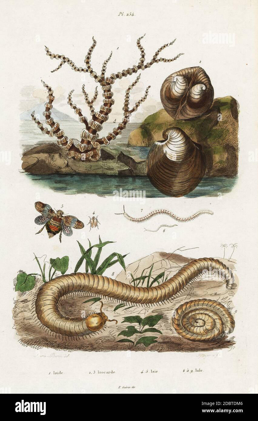 Bamboo coral, Isis hippuris 1, oxheart clam, Glossus humanus (Isocardia cor) 2,3, planthopper, Issus coleoptratus 4,5, great julus millipede, Julus maximus 6-9. Handcoloured steel engraving by Pfitzer after an illustration by Acarie Baron from Felix-Edouard Guerin-Meneville's Dictionnaire Pittoresque d'Histoire Naturelle (Picturesque Dictionary of Natural History), Paris, 1834-39. Stock Photo